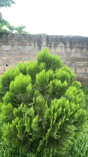 Thuja-Green Cypress)