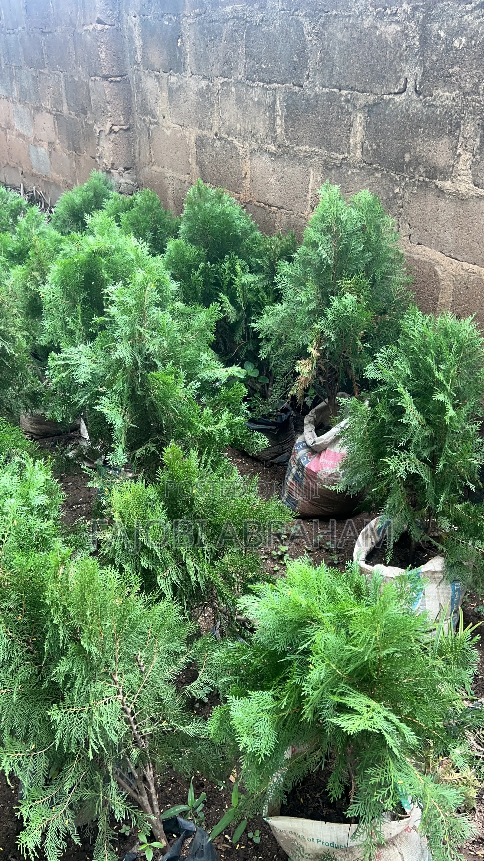 Thuja-Green Cypress)