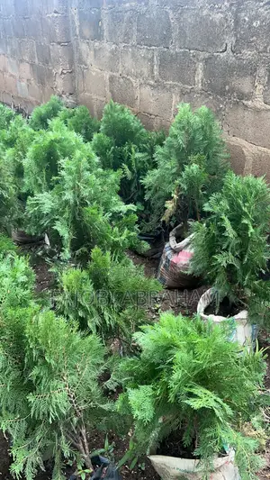 Thuja-Green Cypress)