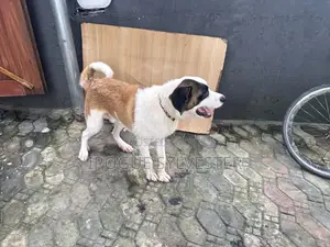 1+ year Male Purebred Saint Bernard