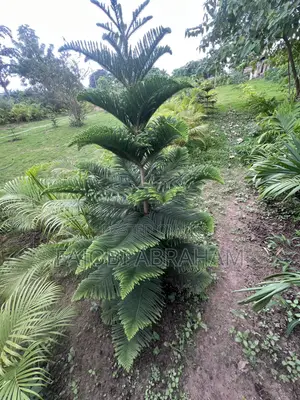 Araucaria Heterophylla