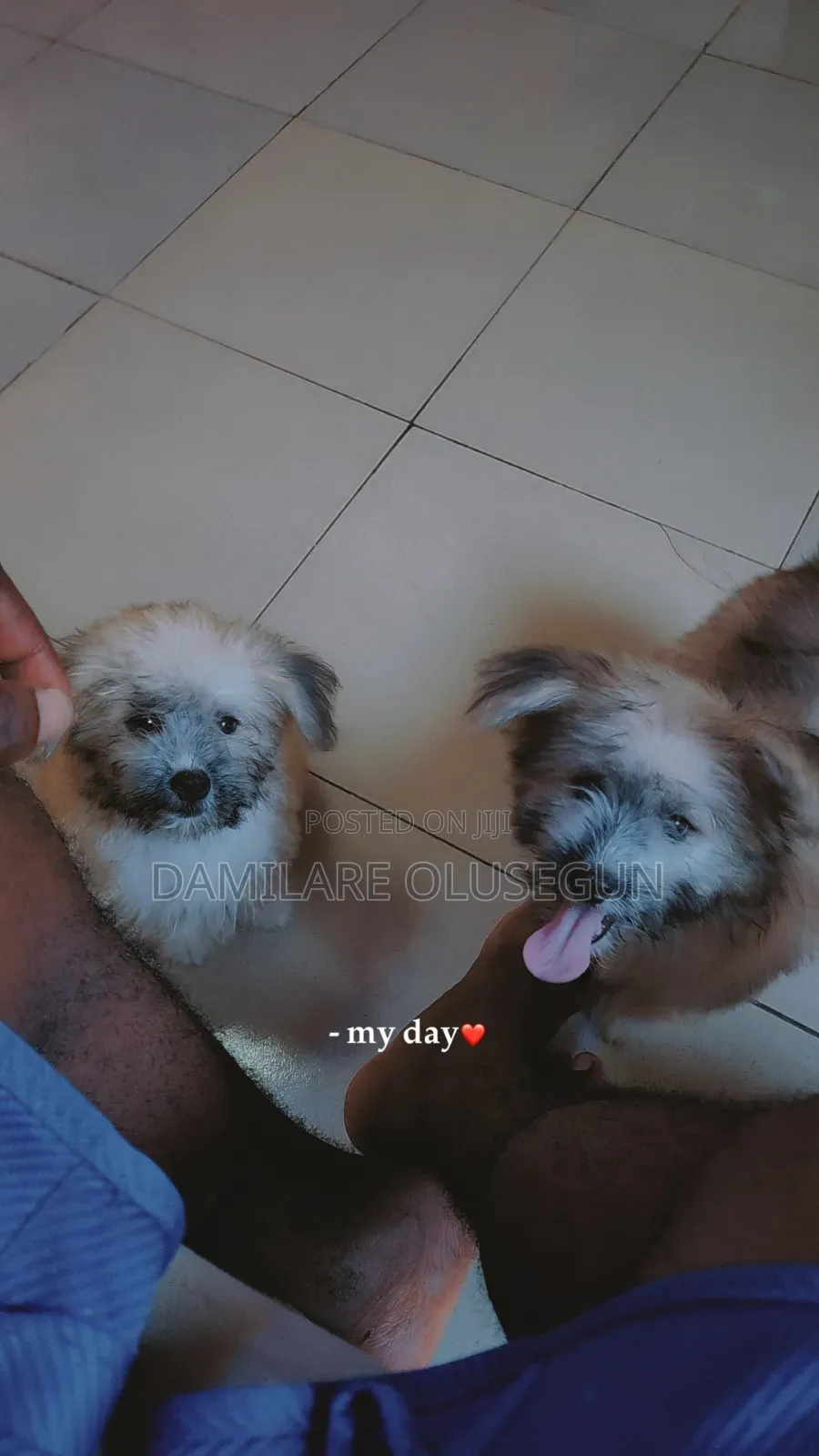 3-6 months Male Purebred Lhasa Apso