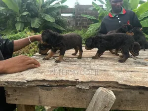 1-3 months Female Purebred Rottweiler
