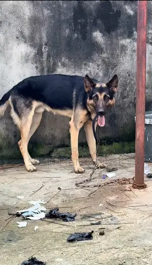 6-12 months Male Purebred German Shepherd