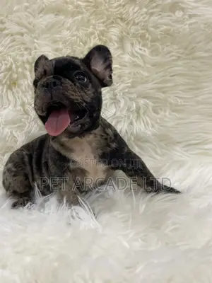 1-3 months Male Purebred French Bulldog