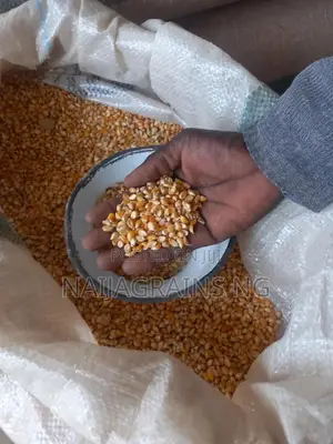 Premium Yellow Maize for Sale | Wholesale Retail Supplier