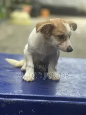3-6 months Male Mixed Breed Lhasa Apso