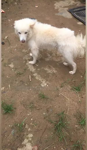 6-12 months Male Purebred American Eskimo