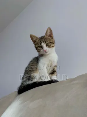 1-3 months Male Purebred American Shorthair