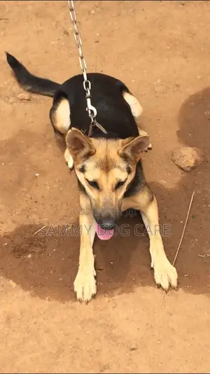 6-12 months Female Purebred German Shepherd