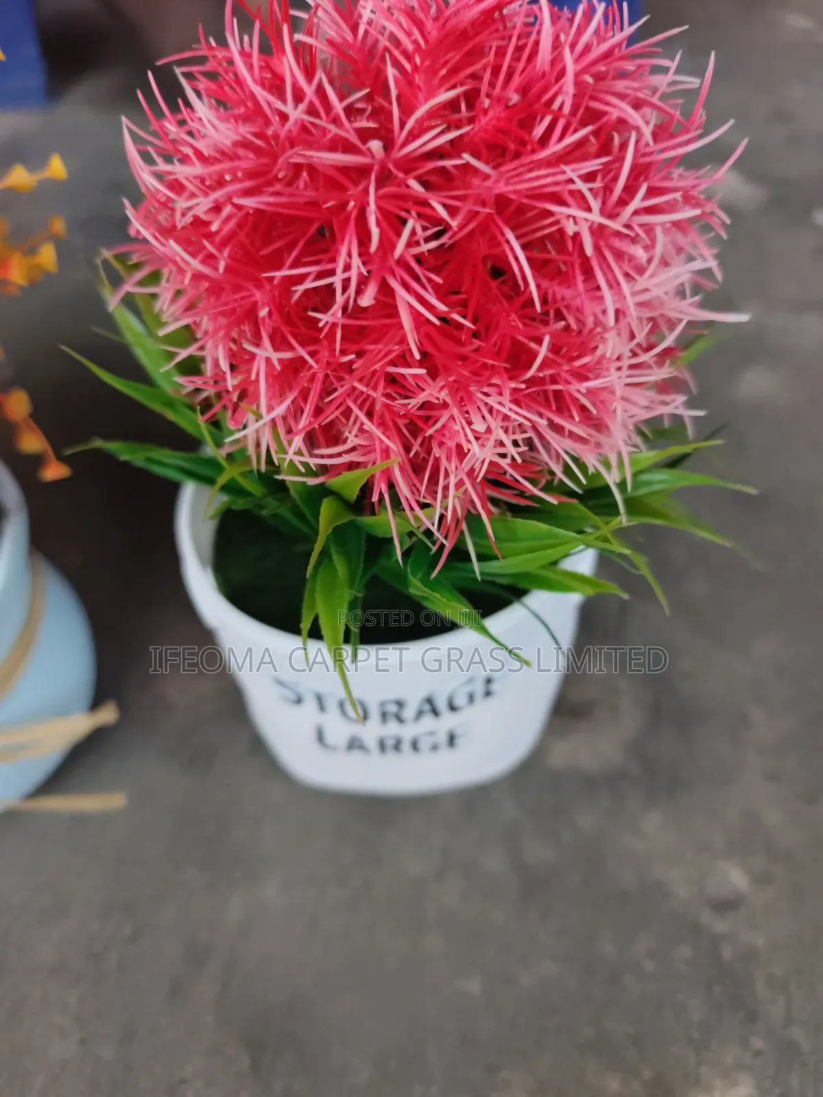 Cup Flowers. Available in Different Sizes and Flowers .
