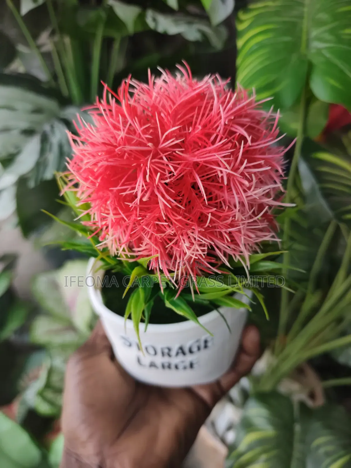 Cup Flowers. Available in Different Sizes and Flowers .