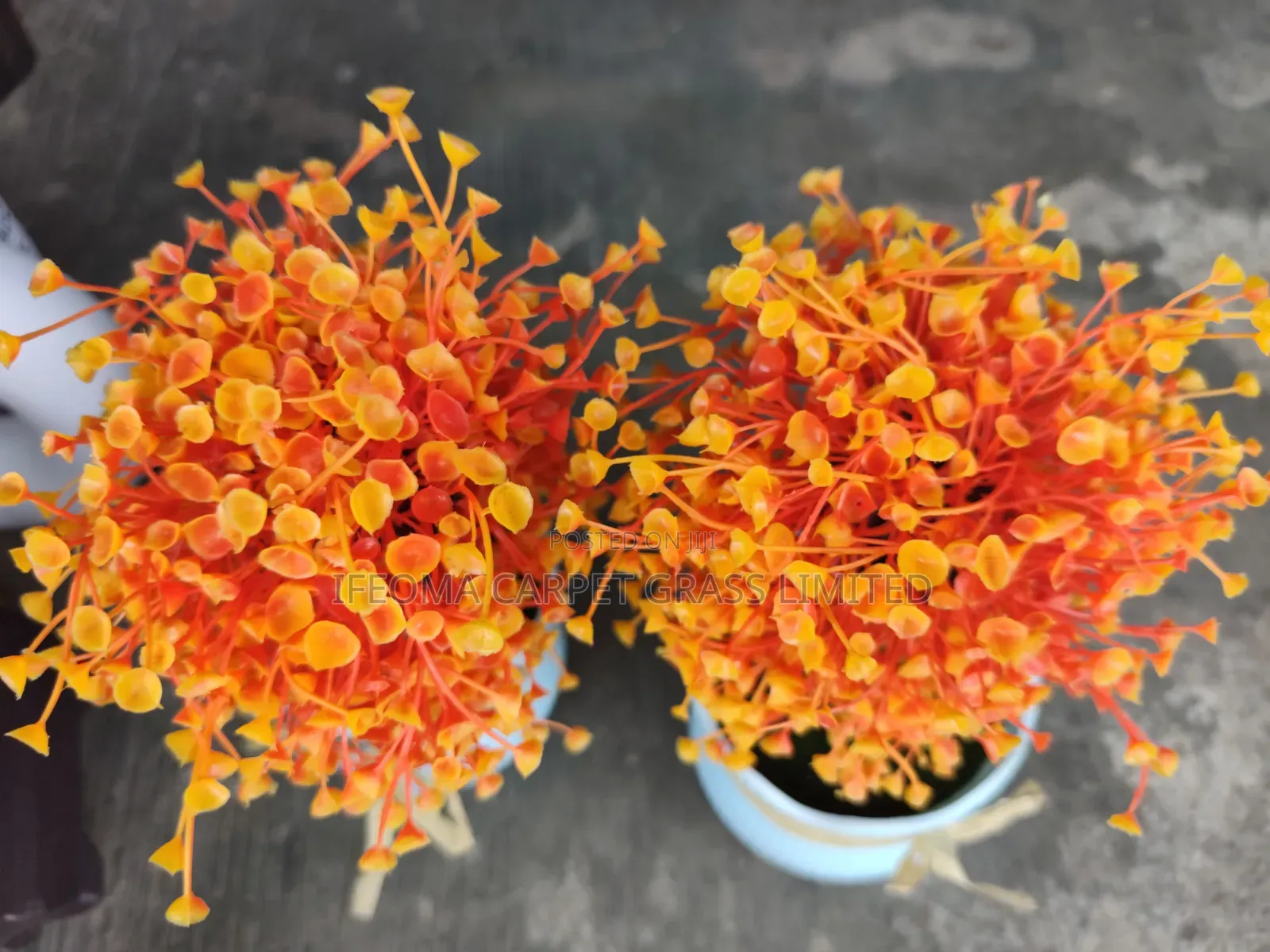 Cup Flowers. Available in Different Sizes and Flowers .