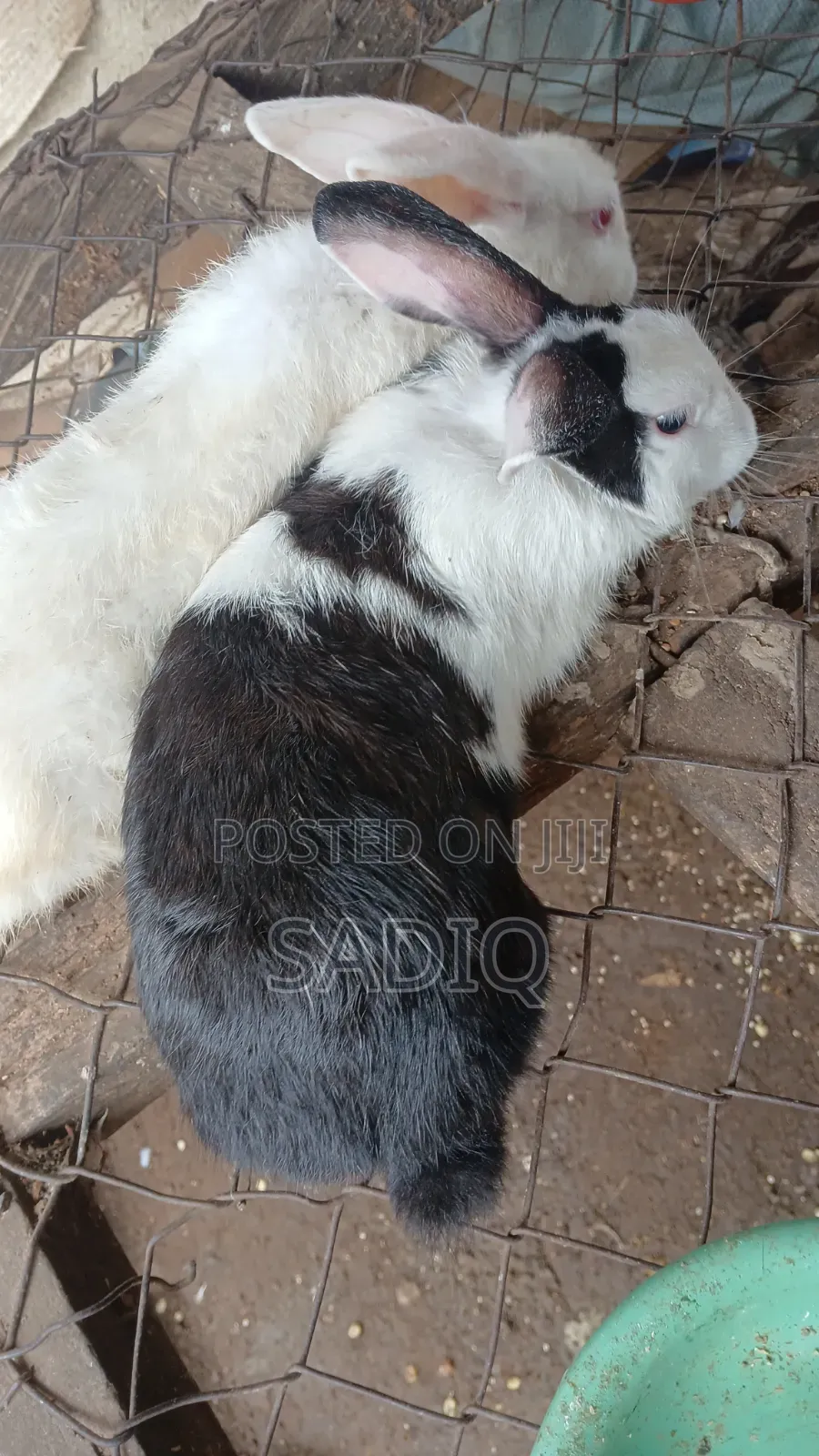 Adult Rabbits