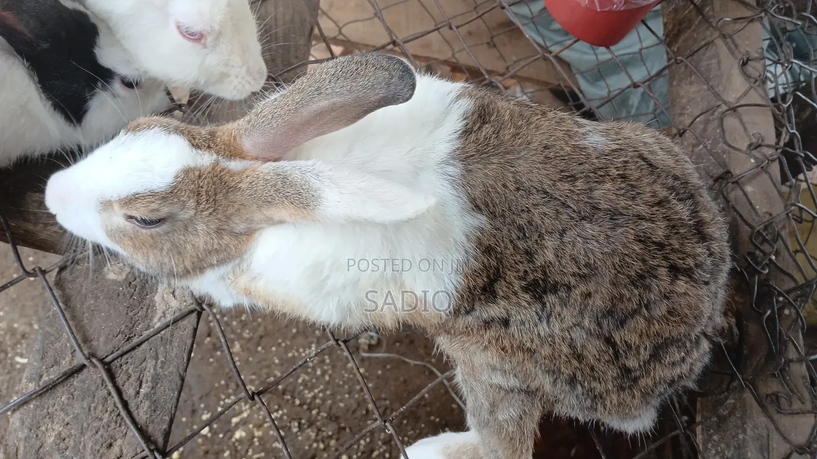 Adult Rabbits