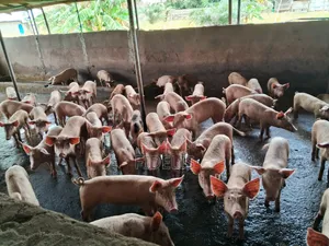 TN70, Land Race Pure Breed From Very Hygienic Farm for Sale
