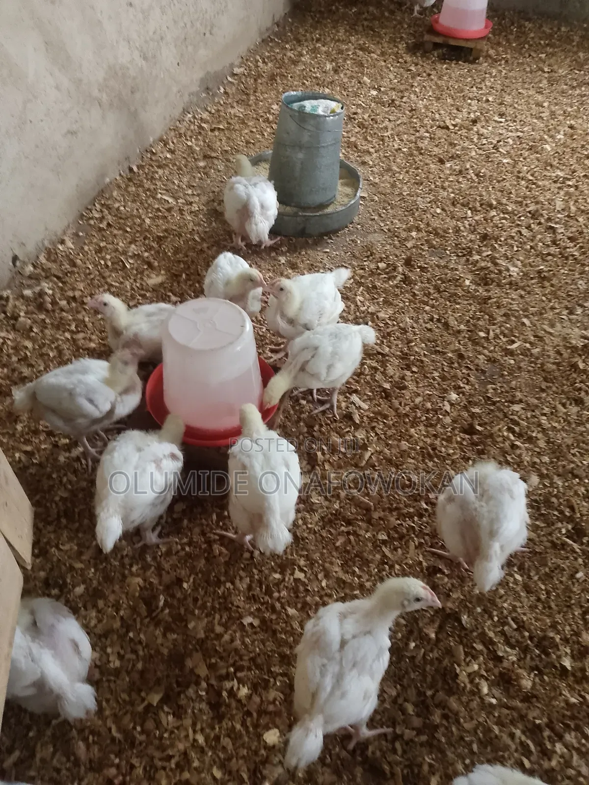 BROILER Chickens and Turkey