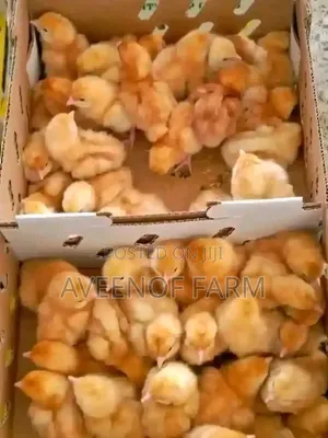 Day Old Chicks
