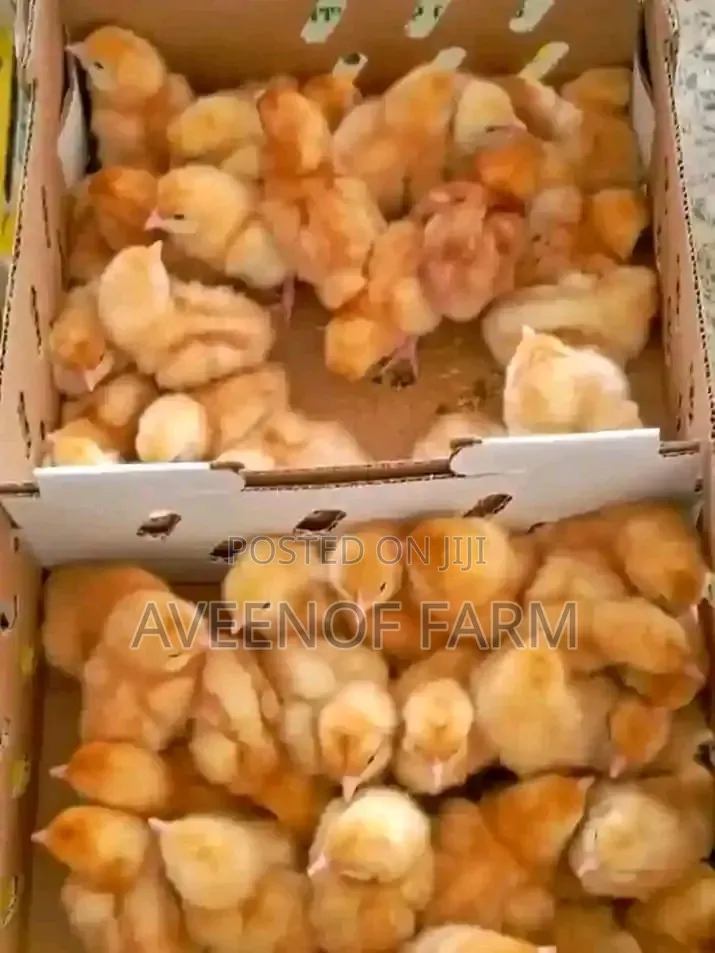 Day Old Chicks