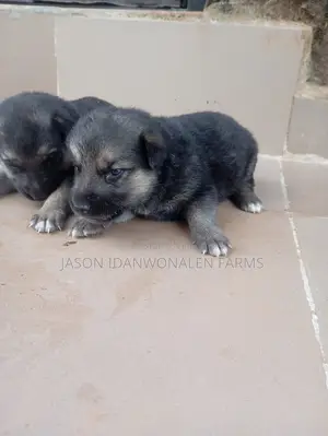 0-1 month Male Purebred German Shepherd