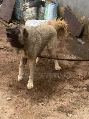 1+ year Male Purebred Caucasian Shepherd