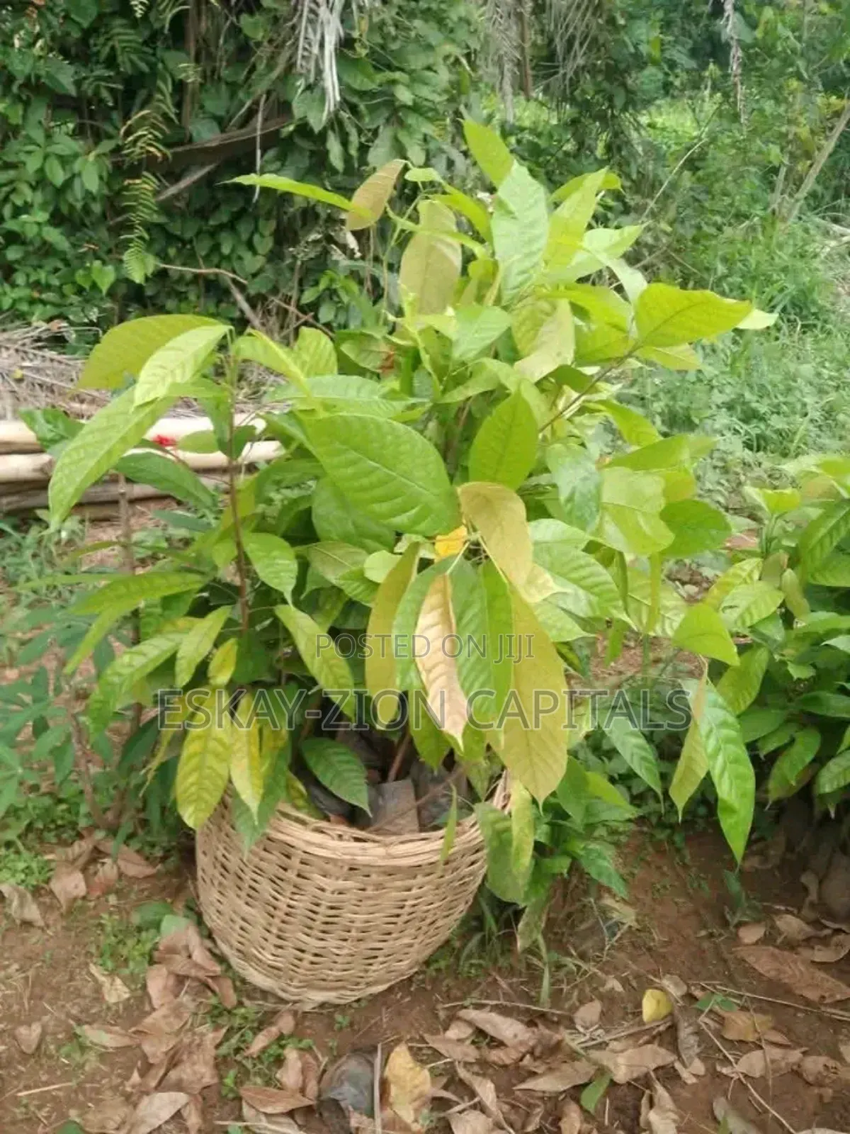 Hybrid Cocoa Seedlings