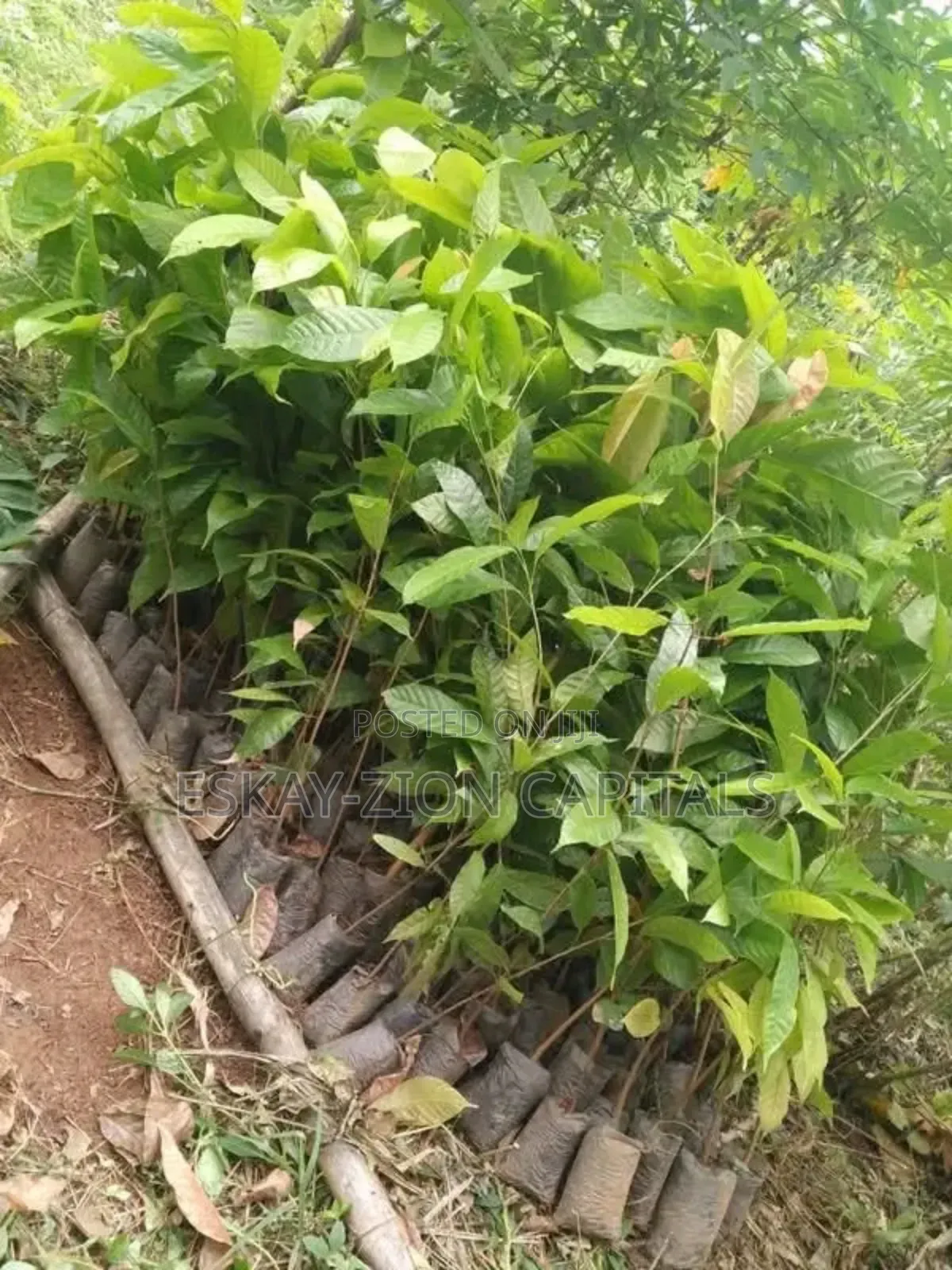Hybrid Cocoa Seedlings
