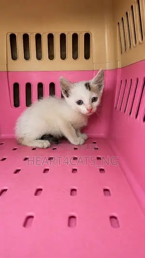 1-3 months Female Purebred American Shorthair