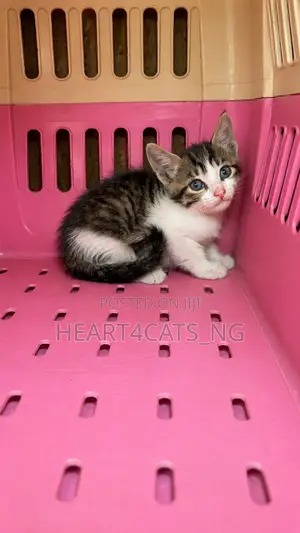 1-3 months Male Purebred American Shorthair