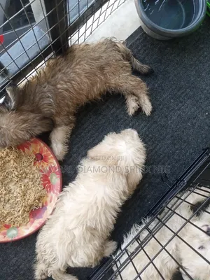 3-6 months Male Mixed Breed Lhasa Apso