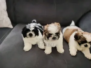 1-3 months Female Purebred Lhasa Apso