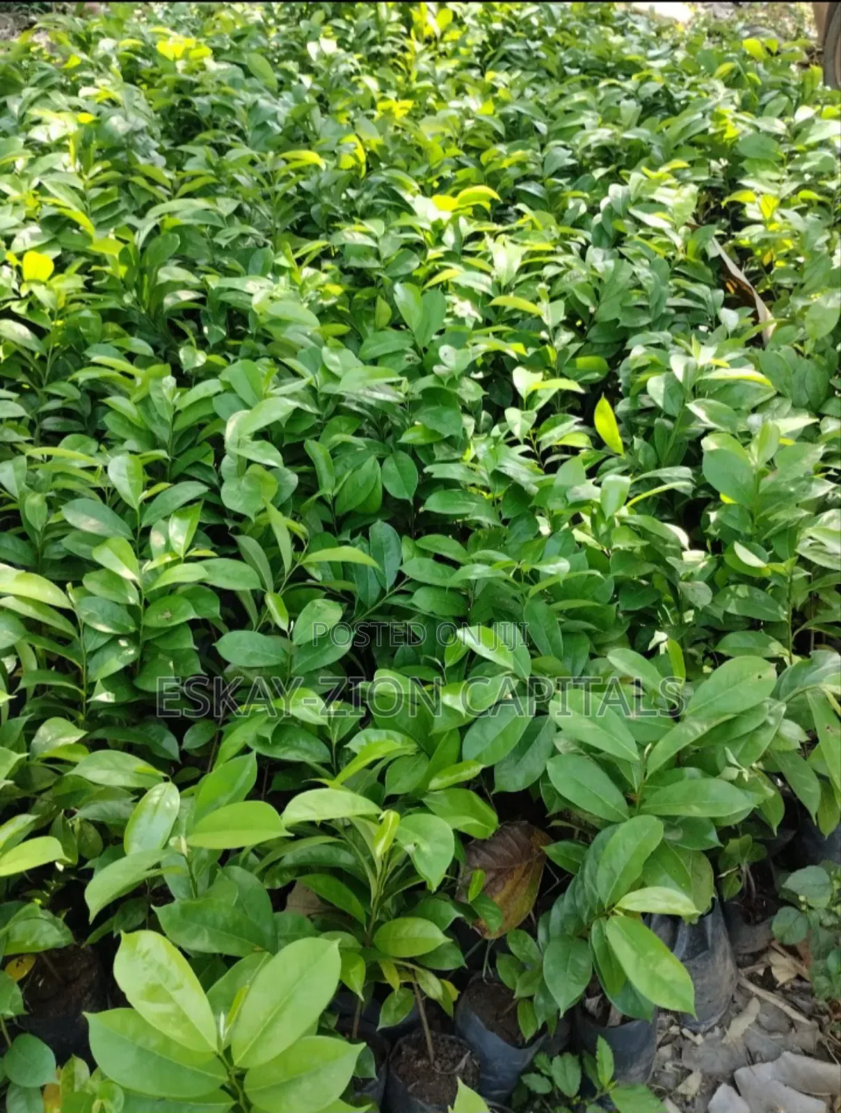Soursop Seedlings