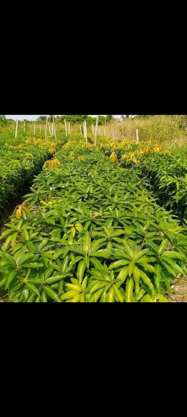 German Mango Seedlings