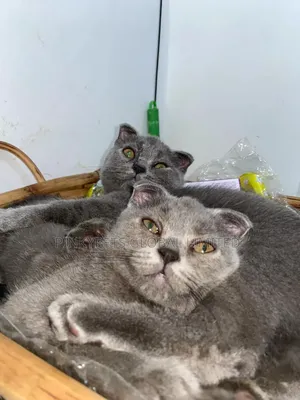 0-1 month Male Purebred Scottish Fold