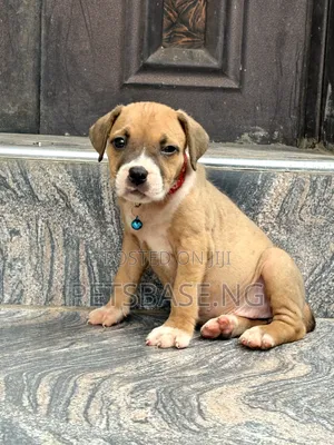 1-3 months Female Purebred American Pit Bull Terrier