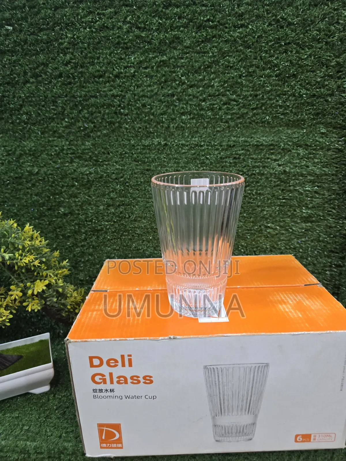 Glass Cup 6pcs