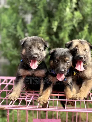 1-3 months Female Purebred German Shepherd