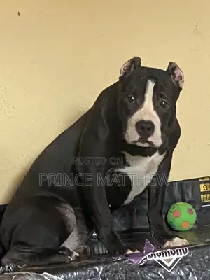 6-12 months Female Purebred American Bully