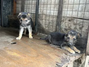 1-3 months Male Purebred German Shepherd