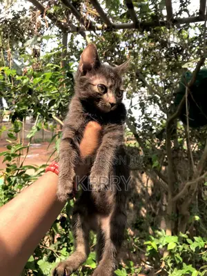 1-3 months Male Purebred American Shorthair