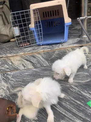 1-3 months Male Purebred Lhasa Apso