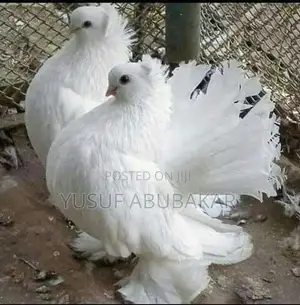 All Kind of Pigeons Available