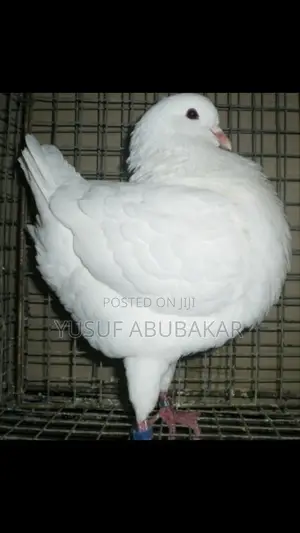 All Kind of Pigeons Available