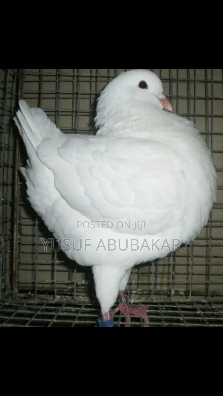 All Kind of Pigeons Available