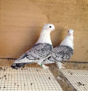 All Kind of Pigeons Available