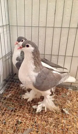 All Kind of Pigeons Available