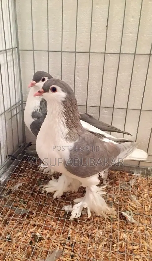 All Kind of Pigeons Available