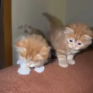 0-1 month Female Purebred Persian