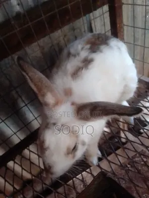Checkered Bulk Rabbit