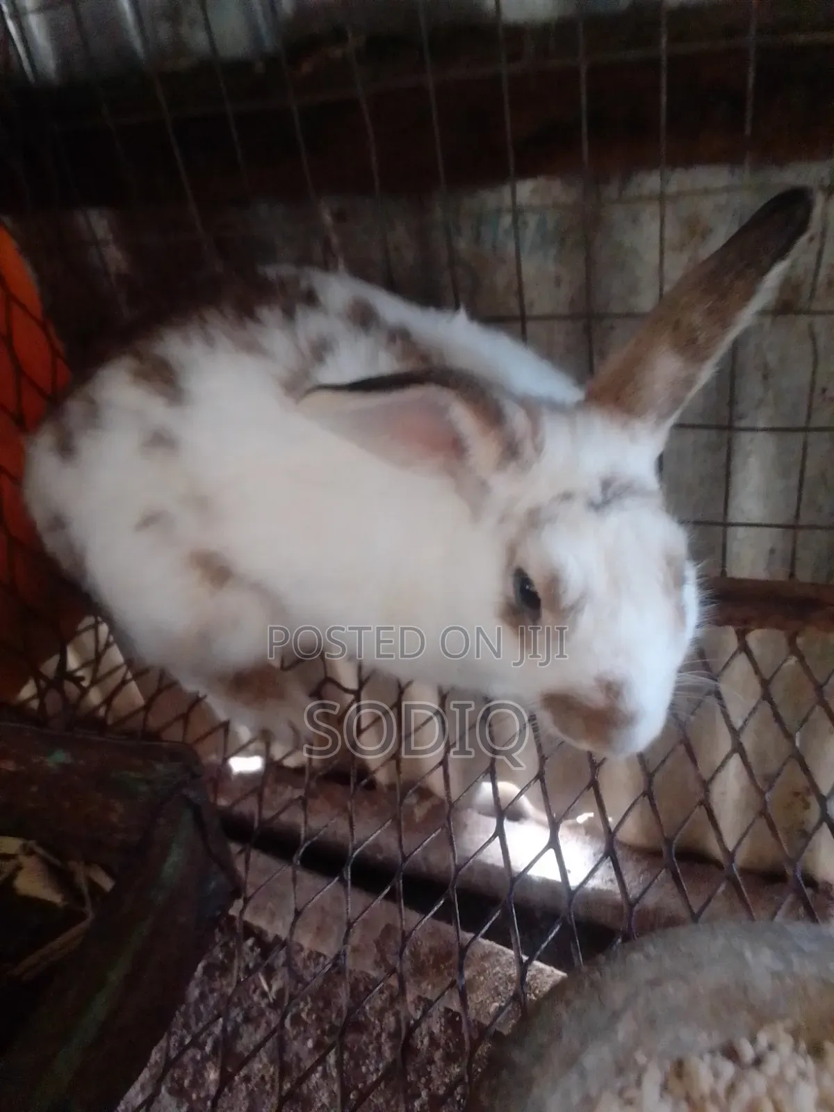 Checkered Bulk Rabbit